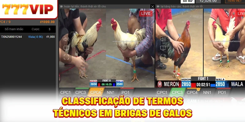 Classificação de termos técnicos em brigas de galos Classificação de termos técnicos em brigas de galos
